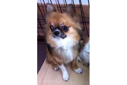 販売中のチワワ(ロングコート)の親犬